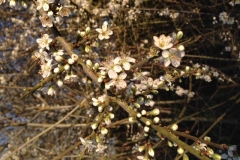 South Newington 39