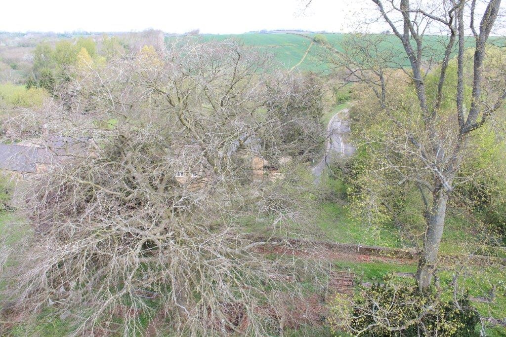 Birds-eye view of a large leaf-less tree