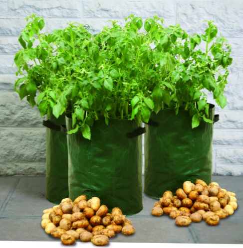 Three potato plants in green pots, and two piles of potatoes at their feet