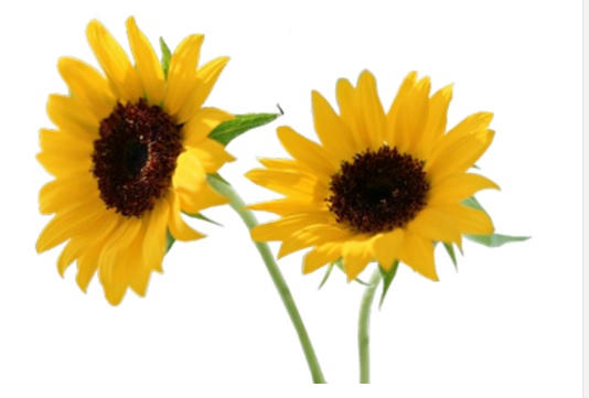 Two sunflowers against white background