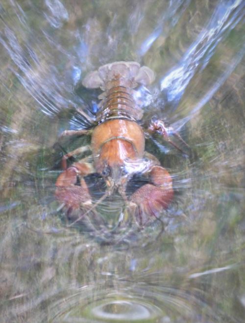 Photograph of small crayfish in water