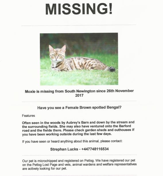 Poster for lost Bengal cat, Moxie, November 2017